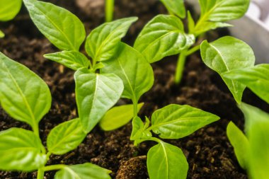 Genç filiz yeni yeşil biber bitkisi toprakta, bitki yaprakları kara toprak arka planda, fidanlar, yakın plan