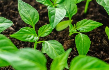 Genç filiz yeni yeşil biber bitkisi toprakta, bitki yaprakları kara toprak arka planda, fidanlar, yakın plan