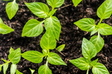 Genç filiz yeni yeşil biber bitkisi toprakta, bitki yaprakları kara toprak arka planda, fidanlar, yakın plan