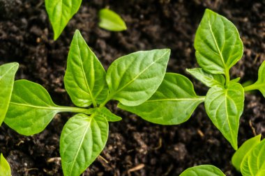 Genç filiz yeni yeşil biber bitkisi toprakta, bitki yaprakları kara toprak arka planda, fidanlar, yakın plan