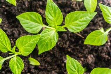 Genç filiz yeni yeşil biber bitkisi toprakta, bitki yaprakları kara toprak arka planda, fidanlar, yakın plan