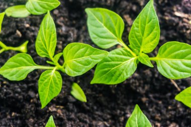 Genç filiz yeni yeşil biber bitkisi toprakta, bitki yaprakları kara toprak arka planda, fidanlar, yakın plan