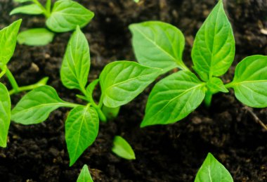 Genç filiz yeni yeşil biber bitkisi toprakta, bitki yaprakları kara toprak arka planda, fidanlar, yakın plan