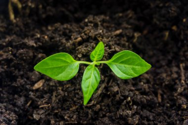 Genç filiz yeni yeşil biber bitkisi toprakta, bitki yaprakları kara toprak arka planda, fidanlar, yakın plan