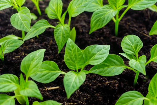 Genç filiz yeni yeşil biber bitkisi toprakta, bitki yaprakları kara toprak arka planda, fidanlar, yakın plan