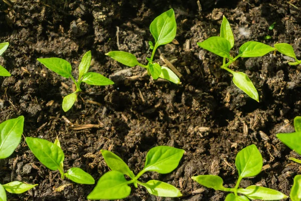 Genç filiz yeni yeşil biber bitkisi toprakta, bitki yaprakları kara toprak arka planda, fidanlar, yakın plan