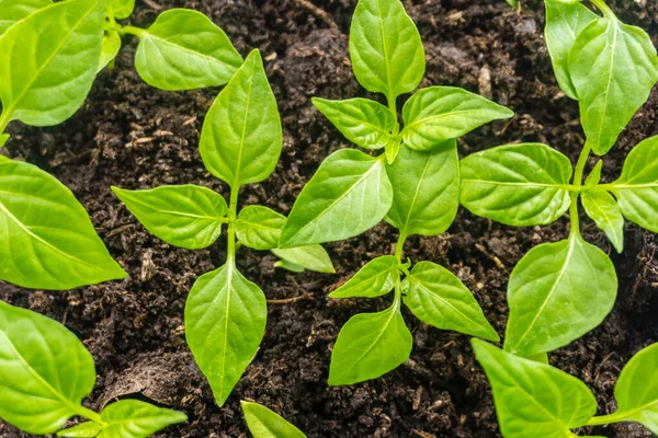 Genç filiz yeni yeşil biber bitkisi toprakta, bitki yaprakları kara toprak arka planda, fidanlar, yakın plan