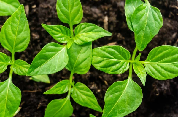 Genç filiz yeni yeşil biber bitkisi toprakta, bitki yaprakları kara toprak arka planda, fidanlar, yakın plan
