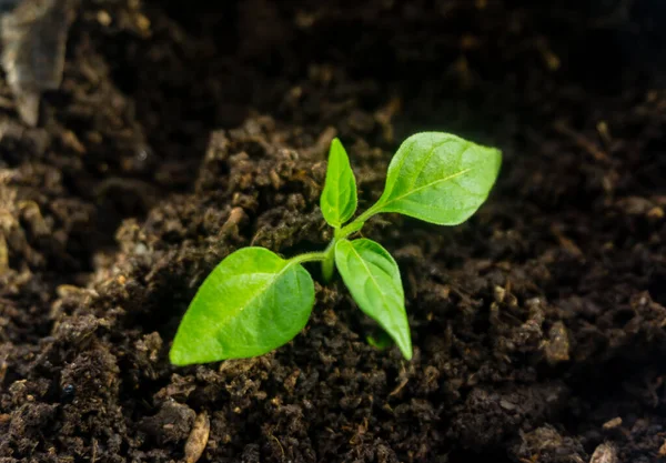 Young Sprout New Green Pepper Plant Soil Plant Leaves Black — Stock Photo, Image