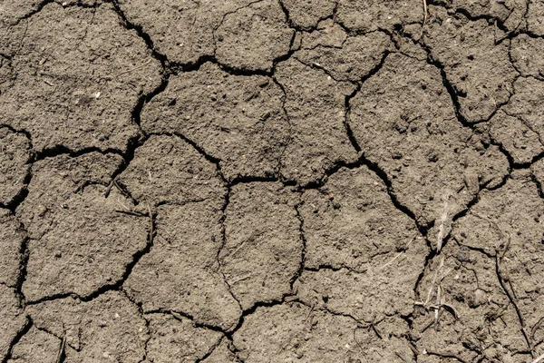 Superficie Agrietada Fondo Textura Suelo Gris Tierra Gris Seca Picada — Foto de Stock