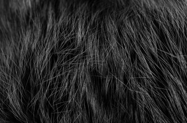 Siyah tüylü koyun yünü dokusu, koyu pelüş doğal yün arkaplan, tasarımcı için kürk dokusu