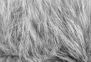 Beyaz pofuduk koyun yünü dokusu, pofuduk doğal yün arkaplan, tasarımcı için kürk dokusu