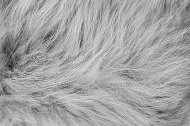 Beyaz pofuduk koyun yünü dokusu, pofuduk doğal yün arkaplan, tasarımcı için kürk dokusu