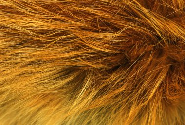 Kahverengi hayvan doğal yün dokusu, turuncu peluş, sarı tüylü kürk dokusu, kızıl beyaz yün ceket, yakın çekim