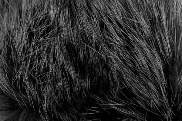 Černá Nadýchaná Ovčí Vlna Textura Tmavé Plyšové Přírodní Vlna Pozadí — Stock fotografie