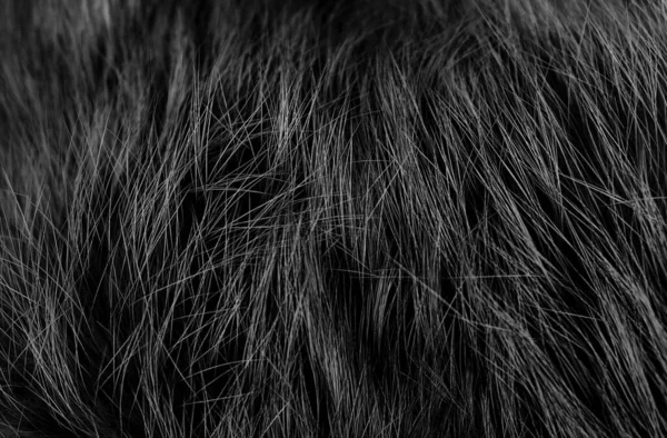 Texture Laine Mouton Moelleuse Noire Fond Laine Naturelle Sombre Peluche — Photo
