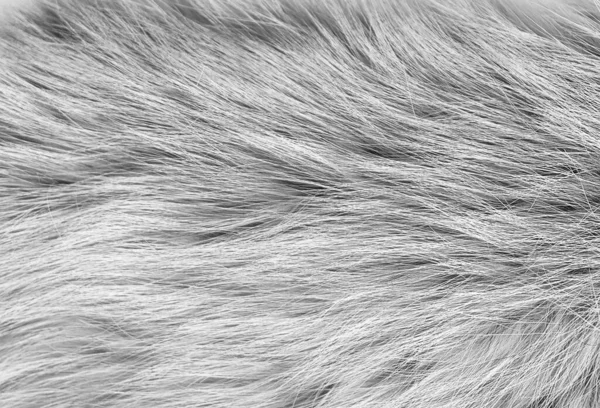 Weiße Flauschige Schafwolle Textur Plüsch Naturwolle Hintergrund Pelztextur Nahaufnahme Für — Stockfoto