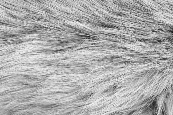 Blanc Moelleux Texture Laine Mouton Fond Laine Naturelle Peluche Texture — Photo