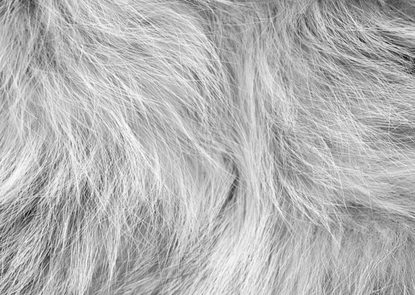 Blanc Moelleux Texture Laine Mouton Fond Laine Naturelle Peluche Texture — Photo