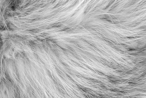 Beyaz Pofuduk Koyun Yünü Dokusu Pofuduk Doğal Yün Arkaplan Tasarımcı — Stok fotoğraf