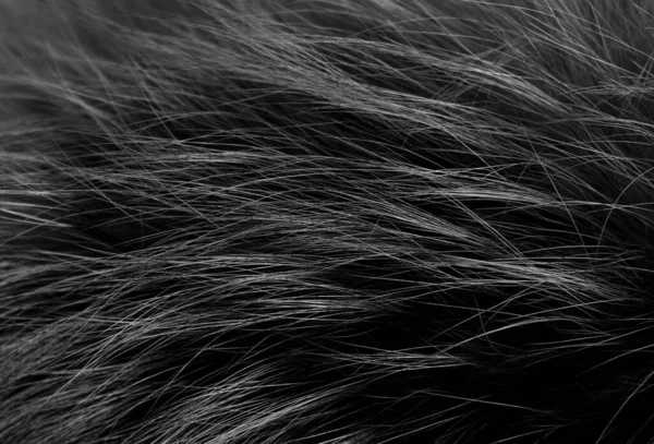 다림질 솜털의 흰색긴 어두운 클로즈업 — 스톡 사진