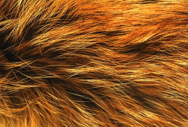 Barna Állat Természetes Gyapjú Textúra Háttér Narancs Plüss Textúra Sárga — Stock Fotó