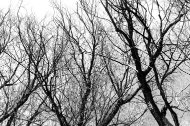 Beyaz arka planda yaprakları olmayan siyah bir ağacın siluetleri, ağaç dallarının negatif fotoğrafları.