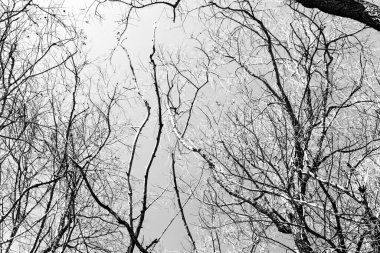 Beyaz arka planda yaprakları olmayan siyah bir ağacın siluetleri, ağaç dallarının negatif fotoğrafları.