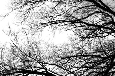 Beyaz arka planda yaprakları olmayan siyah bir ağacın siluetleri, ağaç dallarının negatif fotoğrafları.