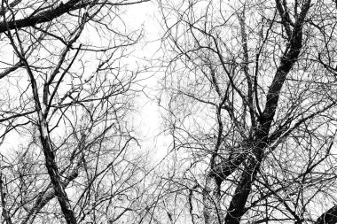 Beyaz arka planda yaprakları olmayan siyah bir ağacın siluetleri, ağaç dallarının negatif fotoğrafları.