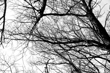 Beyaz arka planda yaprakları olmayan siyah bir ağacın siluetleri, ağaç dallarının negatif fotoğrafları.