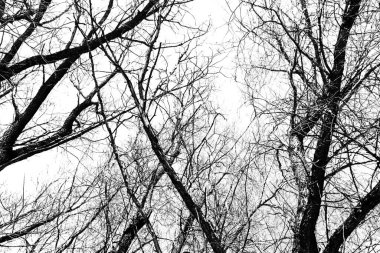 Beyaz arka planda yaprakları olmayan siyah bir ağacın siluetleri, ağaç dallarının negatif fotoğrafları.