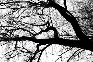 Beyaz arka planda yaprakları olmayan siyah bir ağacın siluetleri, ağaç dallarının negatif fotoğrafları.