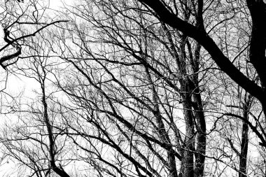 Beyaz arka planda yaprakları olmayan siyah bir ağacın siluetleri, ağaç dallarının negatif fotoğrafları.