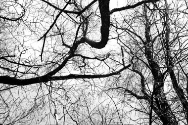 Beyaz arka planda yaprakları olmayan siyah bir ağacın siluetleri, ağaç dallarının negatif fotoğrafları.