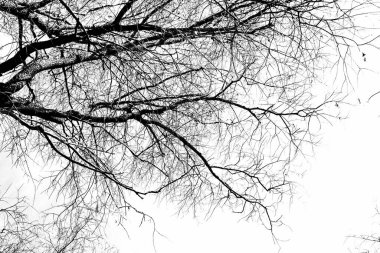 Beyaz arka planda yaprakları olmayan siyah bir ağacın siluetleri, ağaç dallarının negatif fotoğrafları.