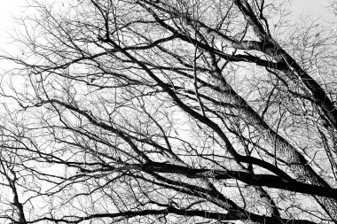 Beyaz arka planda yaprakları olmayan siyah bir ağacın siluetleri, ağaç dallarının negatif fotoğrafları.