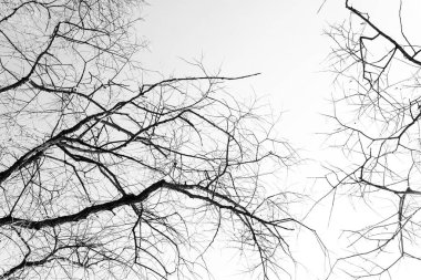 Beyaz arka planda yaprakları olmayan siyah bir ağacın siluetleri, ağaç dallarının negatif fotoğrafları.