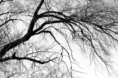 Beyaz arka planda yaprakları olmayan siyah bir ağacın siluetleri, ağaç dallarının negatif fotoğrafları.