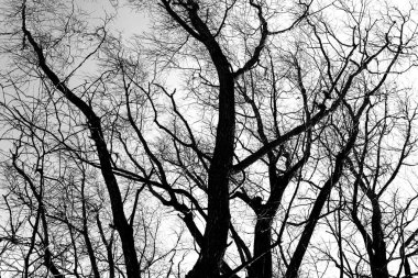 Beyaz arka planda yaprakları olmayan siyah bir ağacın siluetleri, ağaç dallarının negatif fotoğrafları.