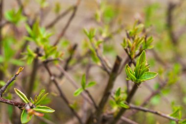 Çalıların dallarında taze yapraklar, yaşamın doğuşu.