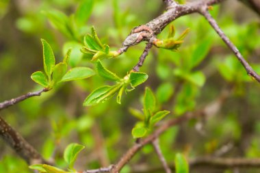 Çalıların dallarında taze yapraklar, yaşamın doğuşu.