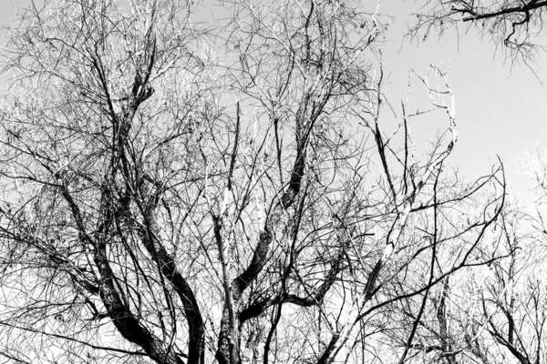 Siluety Černého Stromu Bez Listí Bílém Pozadí Záporné Fotografie Větví — Stock fotografie