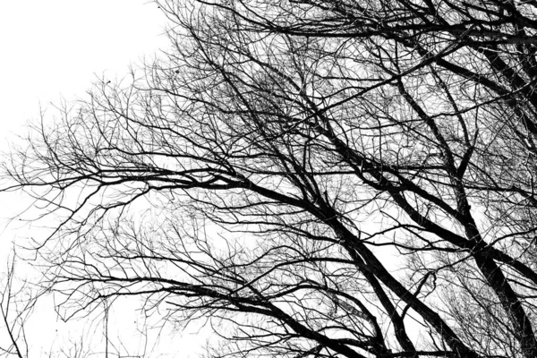 Silhouettes Black Tree Leaves White Background Negative Photos Tree Branches — Stock Photo, Image