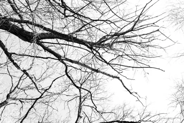Sziluettek Egy Fekete Levelek Nélkül Fehér Alapon Negatív Fotók Faágakról — Stock Fotó