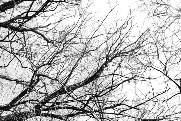 Beyaz arka planda yaprakları olmayan siyah bir ağacın siluetleri, ağaç dallarının negatif fotoğrafları.