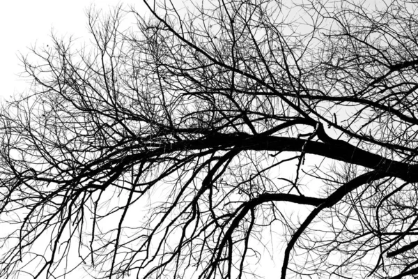 Silhouettes Arbre Noir Sans Feuilles Sur Fond Blanc Photos Négatives — Photo