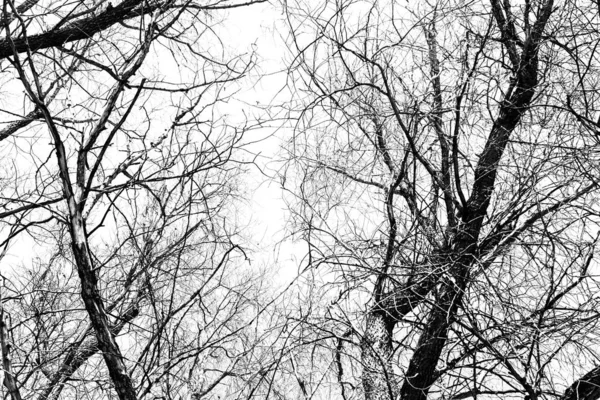 Beyaz arka planda yaprakları olmayan siyah bir ağacın siluetleri, ağaç dallarının negatif fotoğrafları.