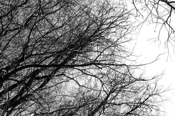 Silhouettes Black Tree Leaves White Background Negative Photos Tree Branches — Stock Photo, Image