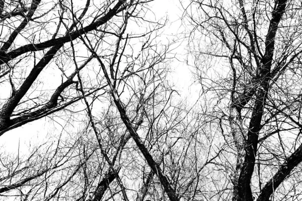 Beyaz arka planda yaprakları olmayan siyah bir ağacın siluetleri, ağaç dallarının negatif fotoğrafları.